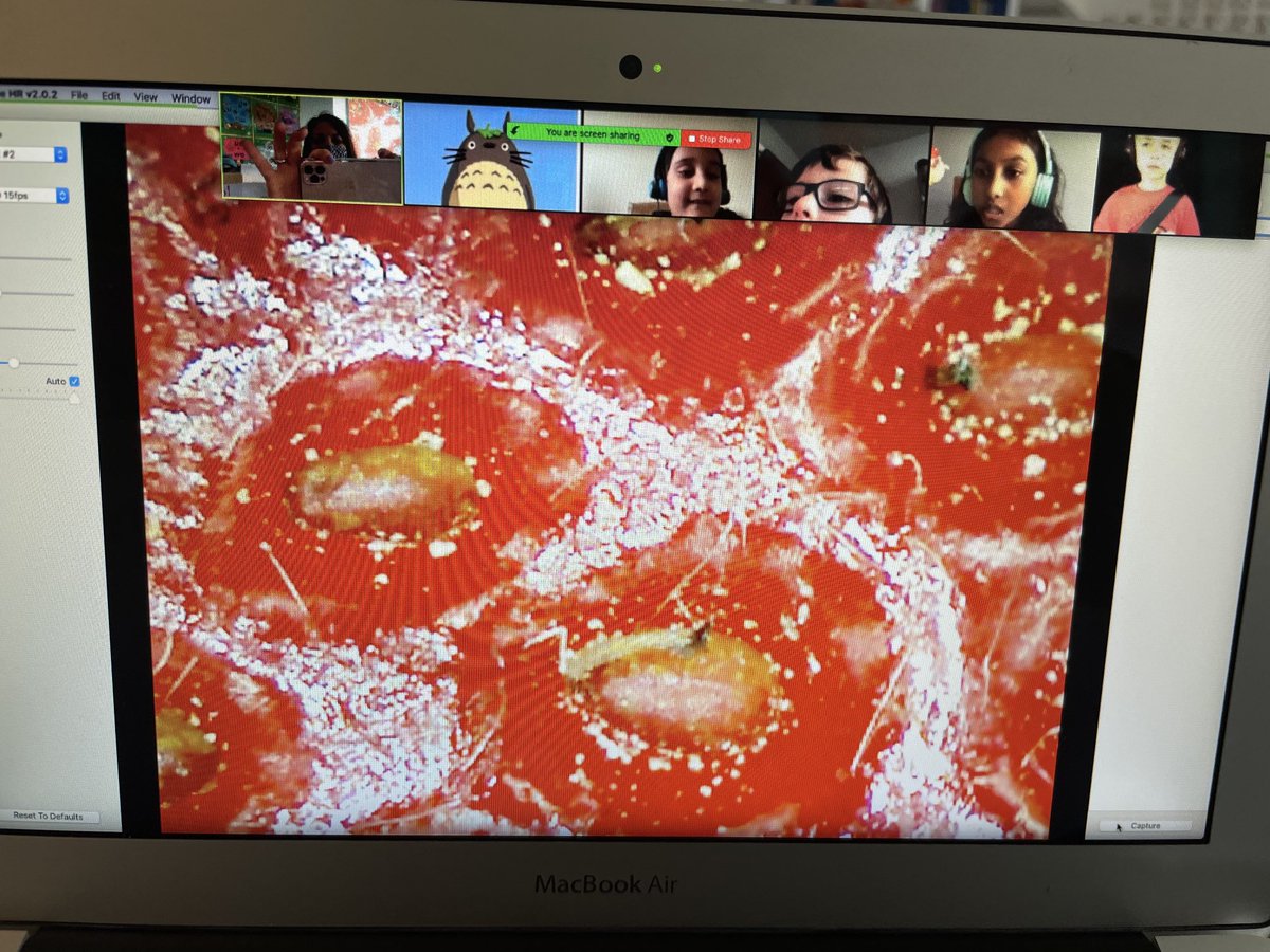 1mrsbedingfield's tweet image. Now these are some cool 😎 discoveries! Scientists checking out seeds, fruit flesh and their skin using the #proscope #IvyHillLeague