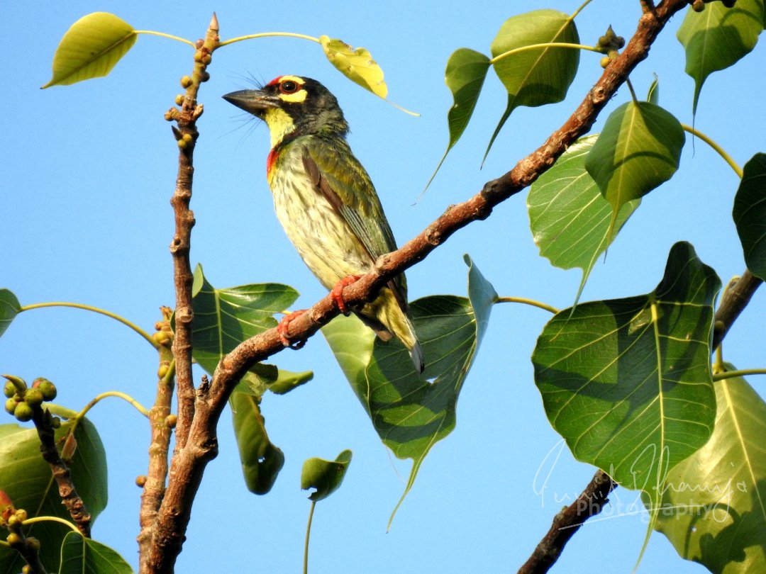 #IndiAves Quarantine day six bird picture 6 #CopperSmithBarbet basking in sun. @ParveenKaswan @ThePhotoHour #EarthDay #BBCWildlifePOTD #BirdsSeenIn2021 #BBCWildlifePOTD @BirdWatchingMy