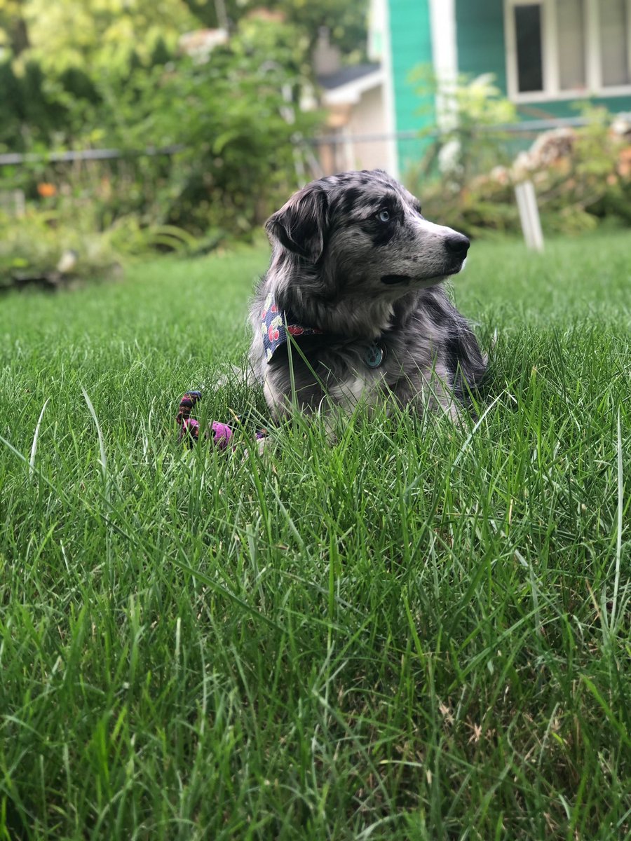 My name is Nala, I’m a rescue🐾 
Qualifications:
•I live in Iowa where the only beer is Busch 🌽 
•I have blue eyes that would match a blue Busch bandana
•Mom loves Busch
•I love N/A drinks
•photogenic  
Mom would also appreciate me contributing to bills😉
#BuschCTOcontest