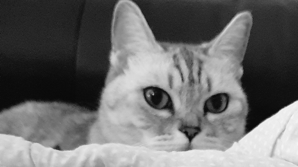サカナクション山口一郎「猫の画像下さい。」にリプライされた多数の