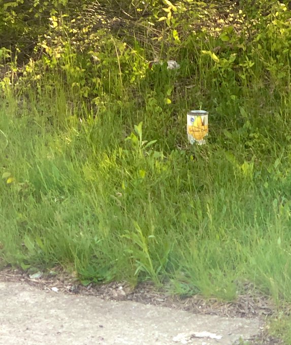 I found some corn growing in the wild It's nice to see nature healing IRL https://t.co/WKTArD5ESC