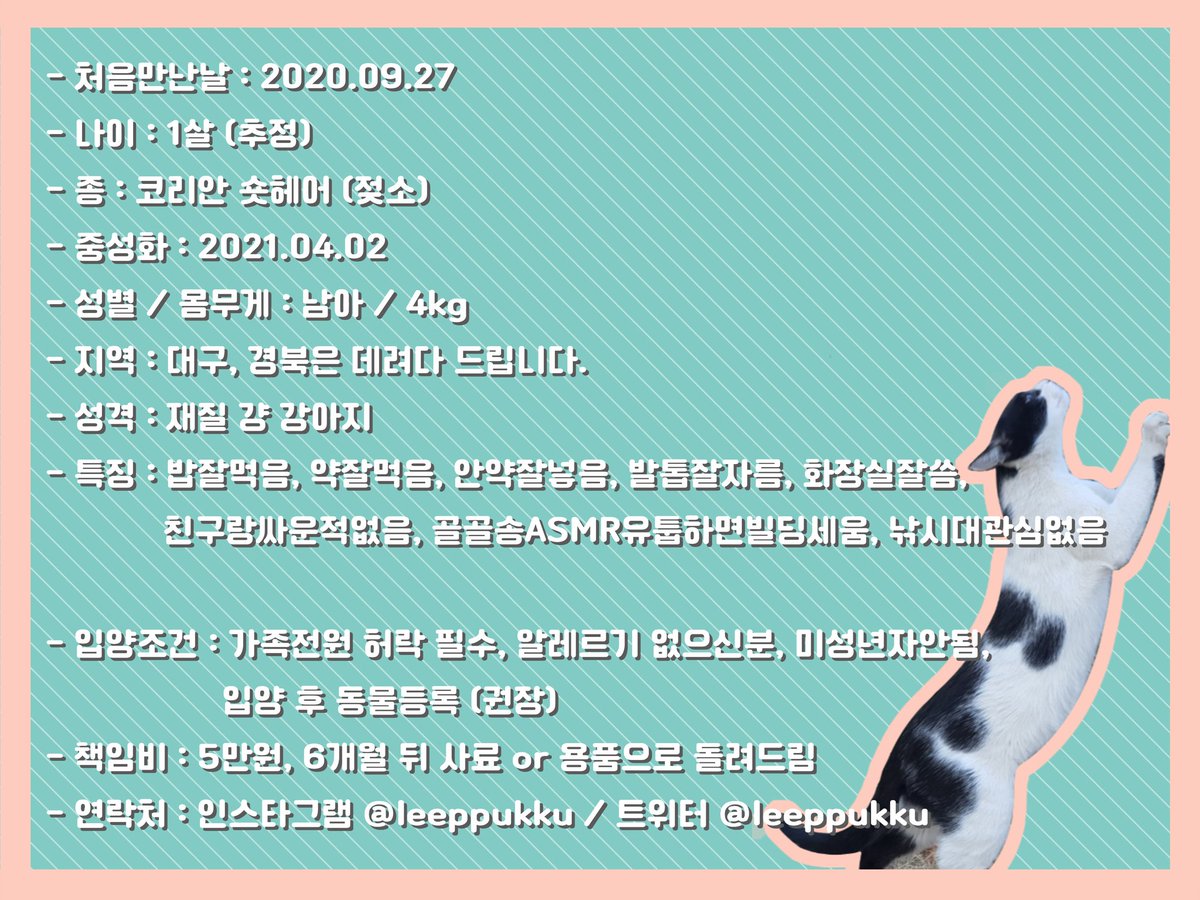 leeppukku's tweet photo. 슈퍼항체마스타고양이 웅성이의 캔따개를 찾습니다🐱

#입양홍보 
#사지마세요입양하세요 https://t.co/Bhlohzfisu