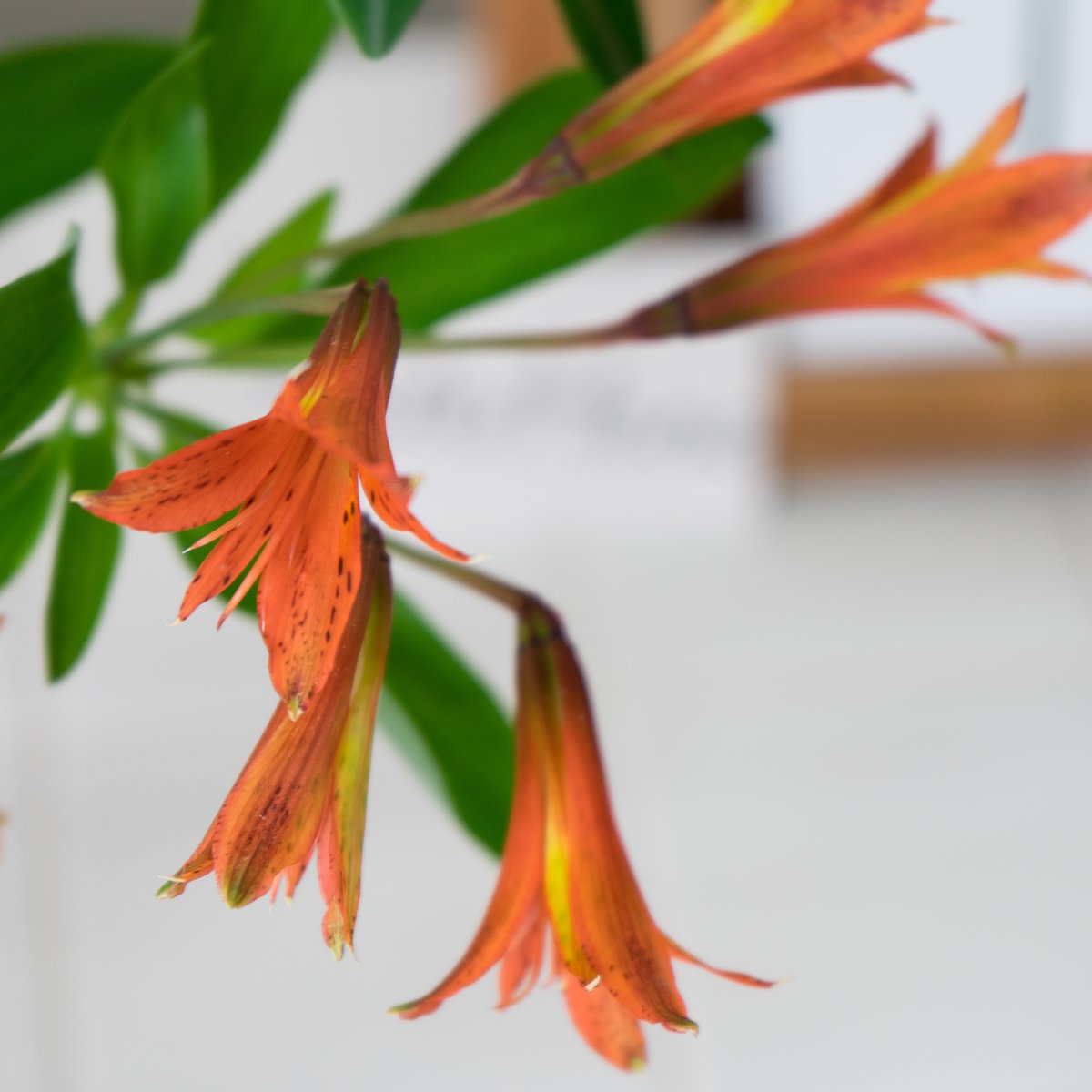 Hitohana ひとはな お花の定期便 花と植物のオンラインストア アルストロメリア品種紹介 1枚目 原種系 オレンジ色 2枚目 パラディソ 3枚目 オレンジクイーン 4枚目 ニルヴァーナ Hitohana お花の定期便