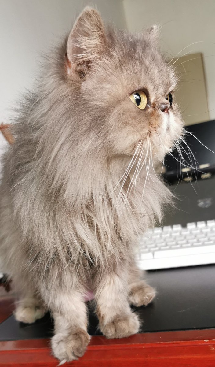 sampson_HPet's tweet image. 黄疸降下来了，体重持续增长中，爸比get了新技能飞机抱，哈哈，将来带你去看小腾腾哦