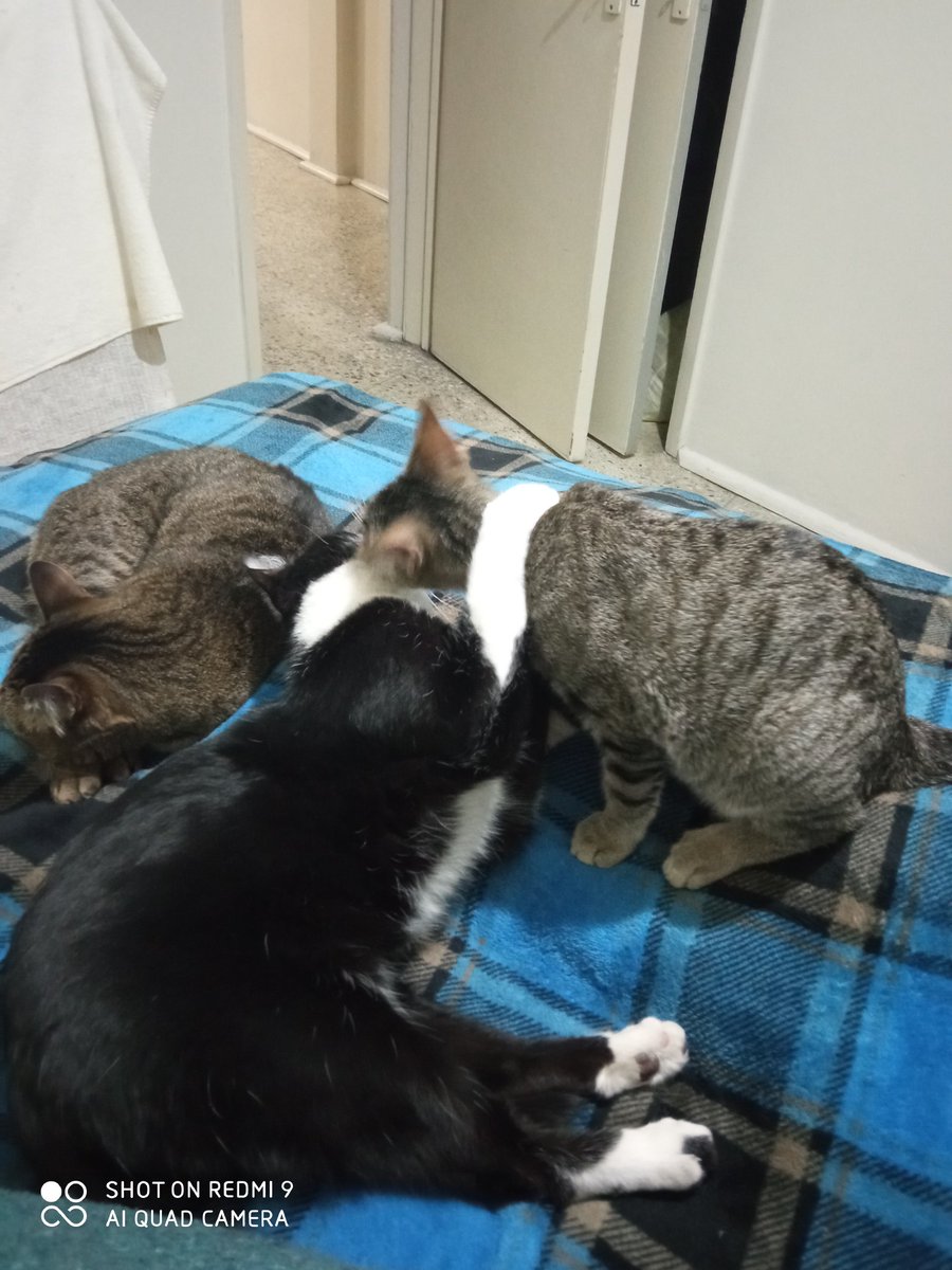 Mis tres gatohijos Kiara, Sabrina y Oliver.