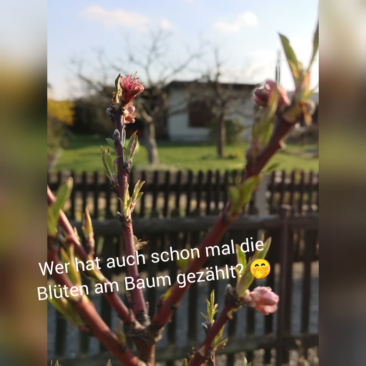 #direktvombeet #saatgut #saatguttausch #tauschboerse #tauschbörse #saatgutring #vegan #zugutfuerdietonne #bmel #garten #gartenliebe #kgv #kleingarten #kleingartenliebe #tomatenliebe #gemüse #obst #vegetarisch #zerowaste #verein #gemeinnützig #gemeinnuetzig #chemnitz