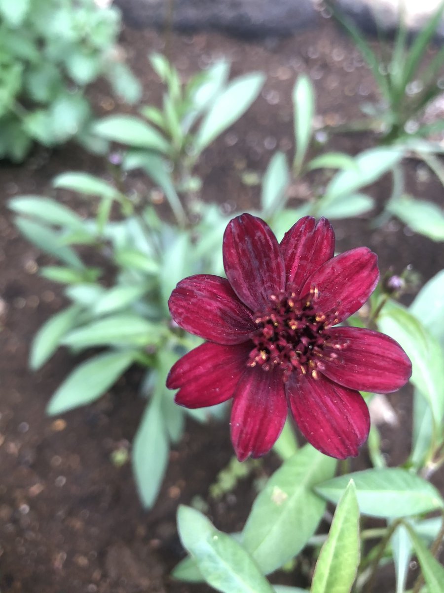 市川市動植物園 公式 على تويتر チョコレートコスモスが咲きました 花は秋だと思っていたのですが四季咲きでした 嬉しい間違い 笑 お花の香りもチョコレートみたい 花言葉は 恋の思い出 他2つ 観賞植物園の前庭花壇で咲いてます 市川市動