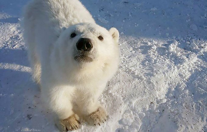 母親を亡くしたホッキョクグマの子 炭鉱作業員に救助され 子犬のようになつく ロシア カラパイア