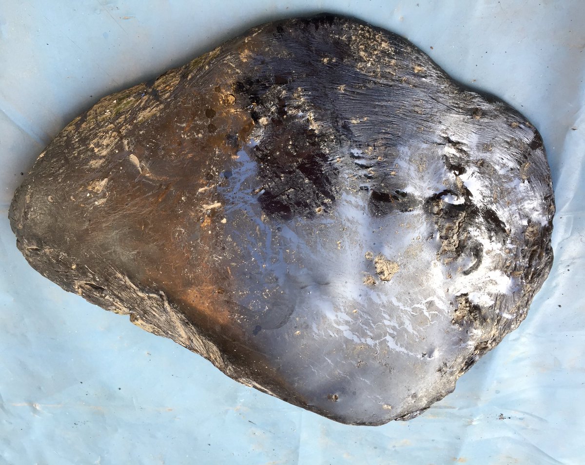 An object for  #earthday    #earthday2021   A lump of black bitumen reflecting the blue sky, found in the Thames. Bitumen is a by-product of crude oil processing & is a key ingredient in road surfaces. This lump has been sitting outside & is changing shape even in this cool Spring 1/3