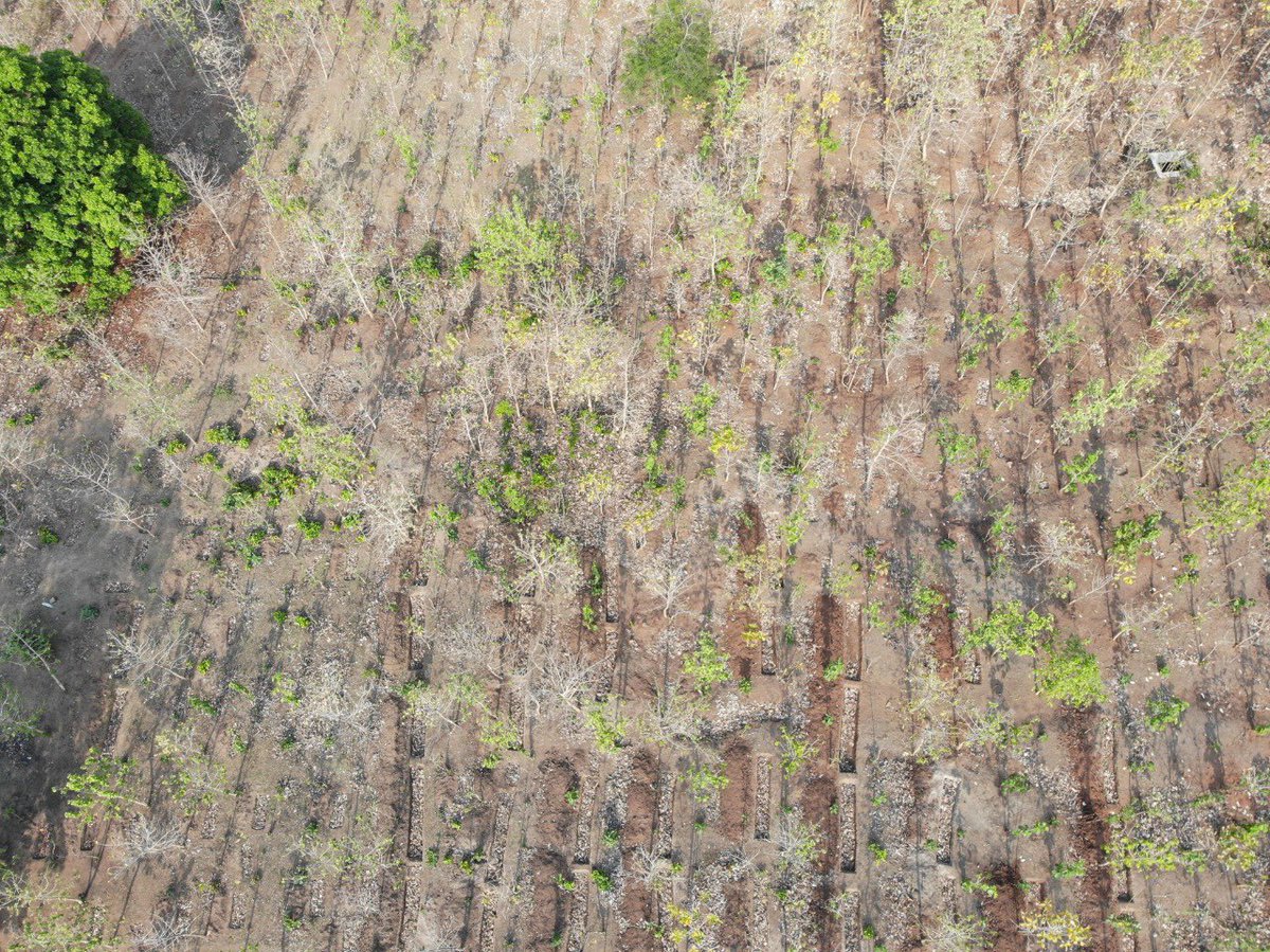Under the scheme Ama Junglo Yojana, Soil and Moisture Conservation works are carried out inside the degraded forest area with involvement of VSS in all the Ranges of Kalahandi South Division. (Drone images)