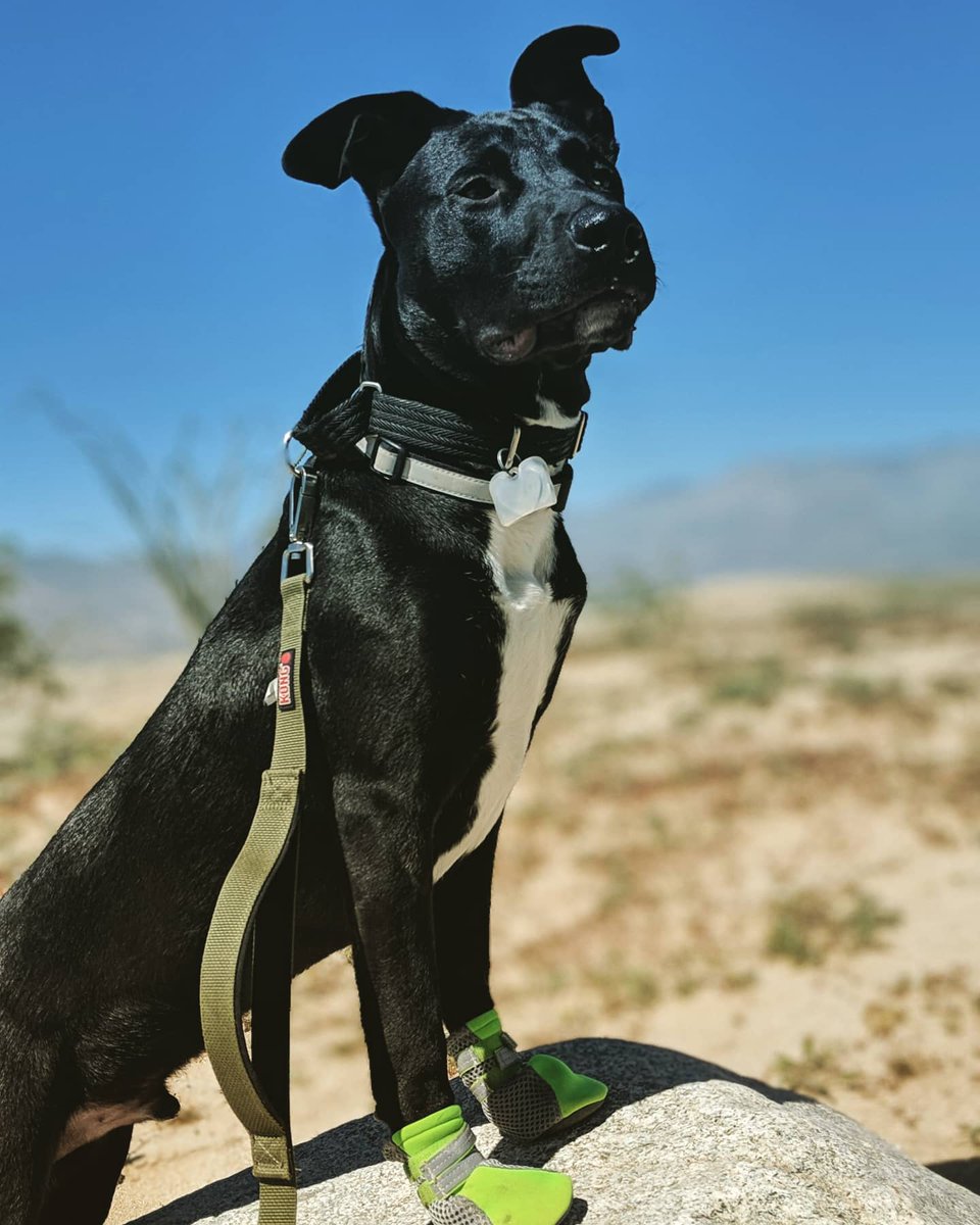 DOGS SAVE LIVES! Listen in to our latest episode to hear how dogs can save in our most recent book! Anyway - here's a bunch of photos of my pup because he's the best ❤️
*
*
*
#podcast
#readersoftwitter
#dogsoftwitter
#dogssavelives