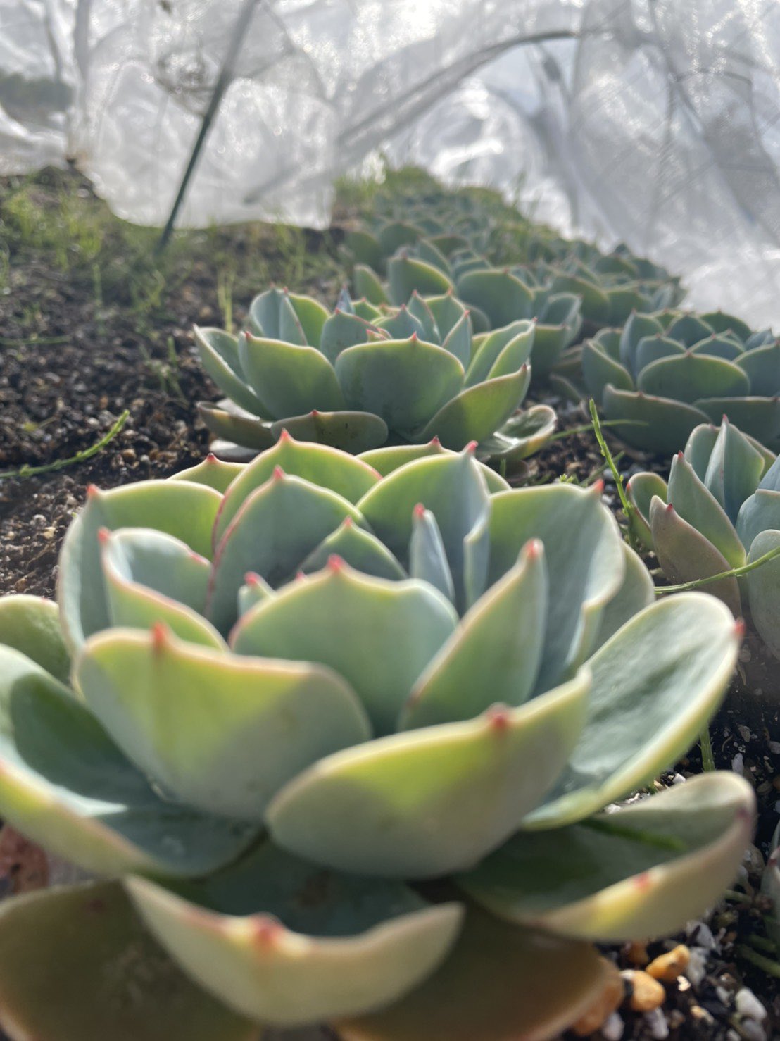 Taniku Keko とにかく七福神 多肉植物 多肉植物七福神 地植え多肉https T Co Y2kvjs46vb Twitter