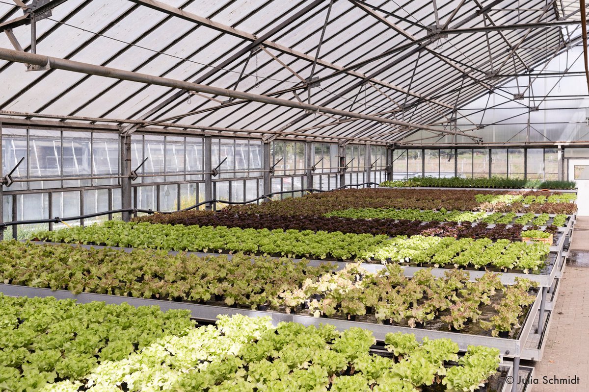 GreenTalents (@greentalents) on Twitter photo Are you wondering how applied #UrbanFarming can contribute to #SustainableDevelopment? Well, join us as one of 25 #GreenTalents 2021 when we virtually visit <a href="/newurbanfarming/">Stadtfarm - Smart Urban Farming</a>, a start-up that produces sustainable and locally produced fresh food! greentalents.de/stadtfarm.php Are you wondering how applied #UrbanFarming can contribute to #SustainableDevelopment? Well, join us as one of 25 #GreenTalents 2021 when we virtually visit <a href="/newurbanfarming/">Stadtfarm - Smart Urban Farming</a>, a start-up that produces sustainable and locally produced fresh food! greentalents.de/stadtfarm.php