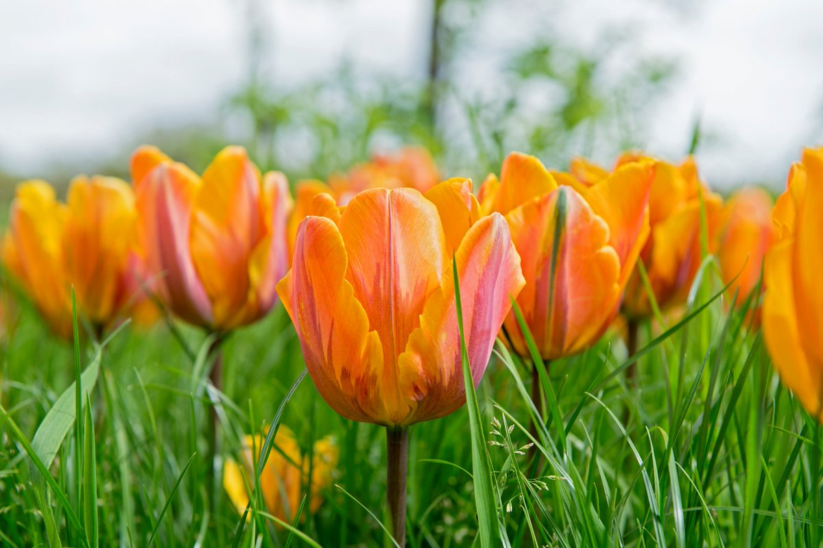 Op Koningsdag, Hemelvaartsdag en 2e Pinksterdag vindt er geen inzameling plaats. Kijk voor de inhaaldagen op de digitale kalender en app van Circulus-Berkel. Ook Recyclepleinen en KlantContactCentrum zijn dan gesloten. Fijne feestdagen! bit.ly/2GSXwyz