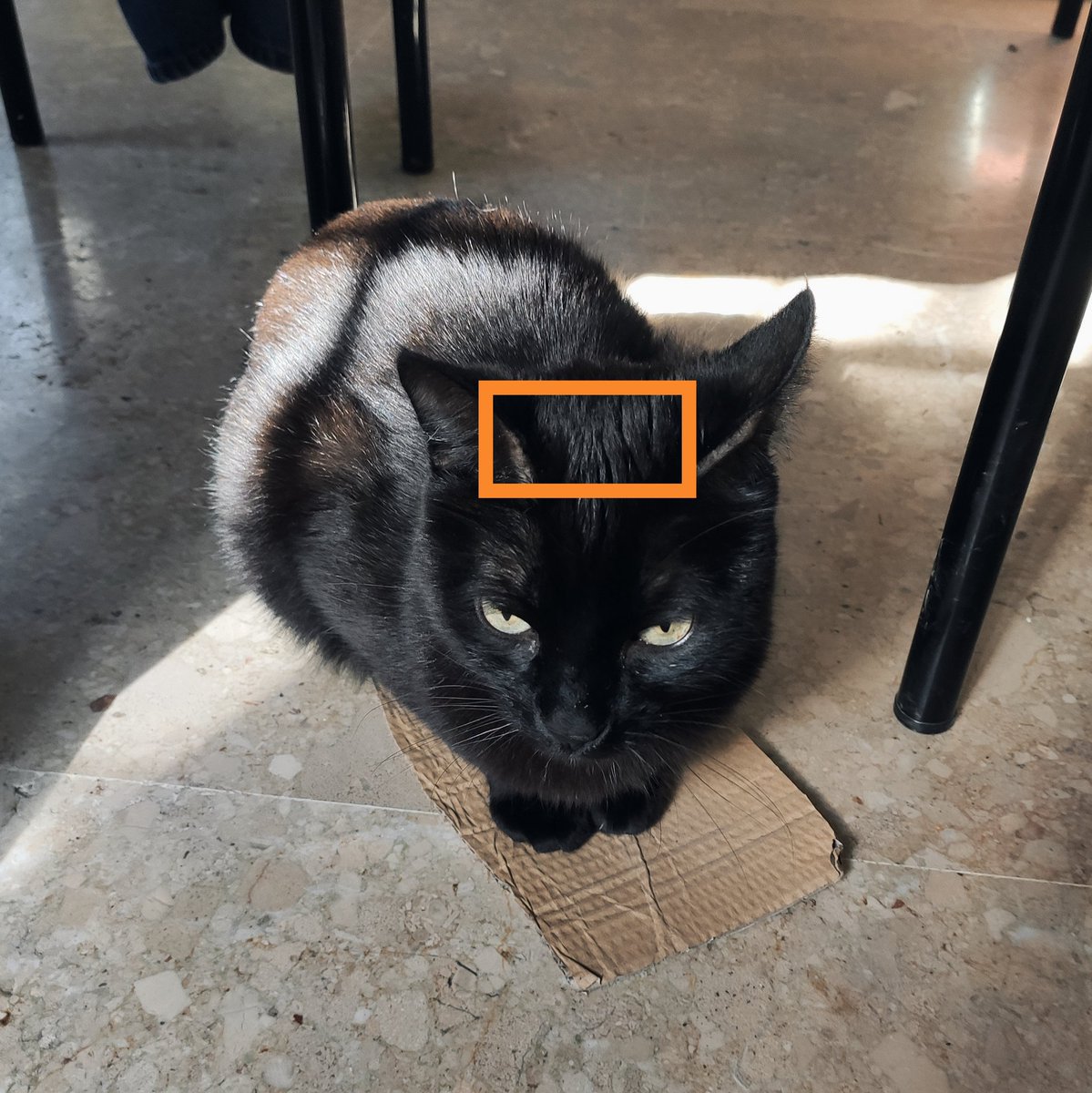 inerthia_'s tweet photo. ⚠️MUY INTERESANTE⚠️
¿Sabíais que....
Los gatos tienen un área entre las orejas cuya función principal es la de recibir besitos? https://t.co/VEihGMNUfE