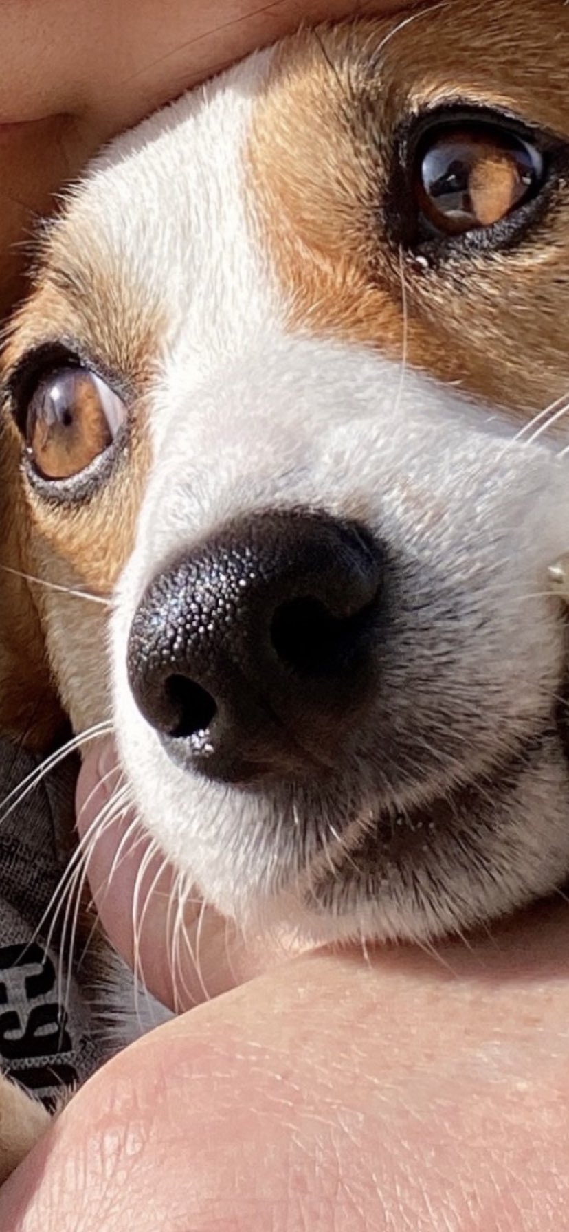 Yancha Sora Max ドアップ ジャックラッセルテリア コーギー ミックス犬 T Co H5797nhgpd Twitter