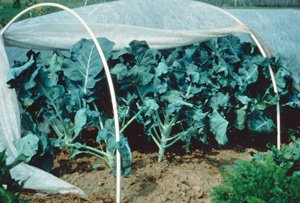TerryLDuperon's tweet photo. You can start your lettuce seeds indoors at the beginning of March and be planting your seedlings at the end of March and early April. https://t.co/jMeJepNJM0 #CleanHarvestNutrients #Seedstarting #gardening #Lettuce #GrowYourOwnFood #SustainableLiving #Springgardening https://t.co/kqtrlDZLxo