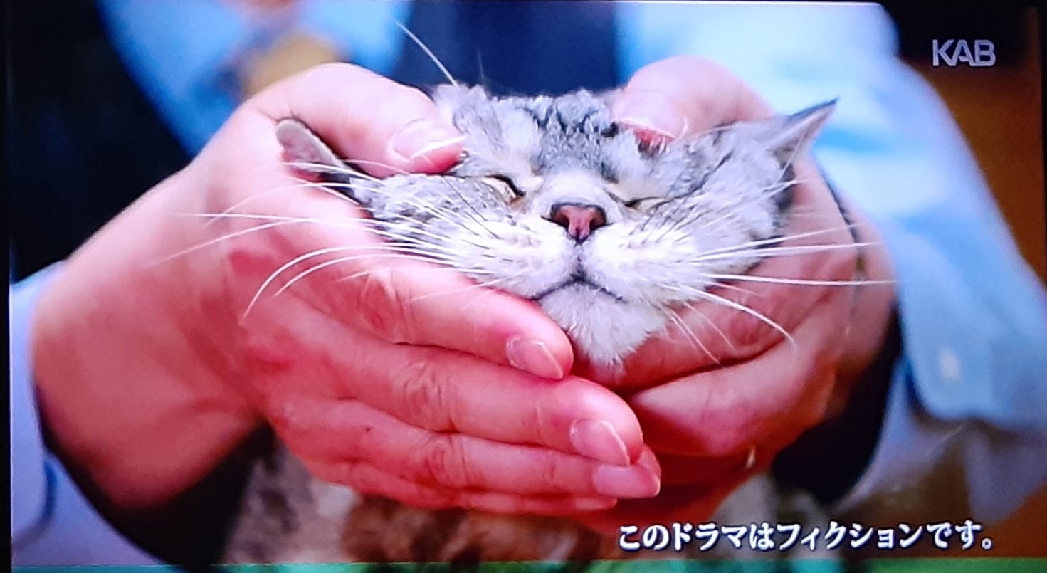 Uzivatel 黒猫男爵 Na Twitteru 今日もビビたんの撫で方がガチ中のガチでした 内藤剛志 黒豆 警視庁捜査一課長 T Co Uk8vzi3jwd Twitter