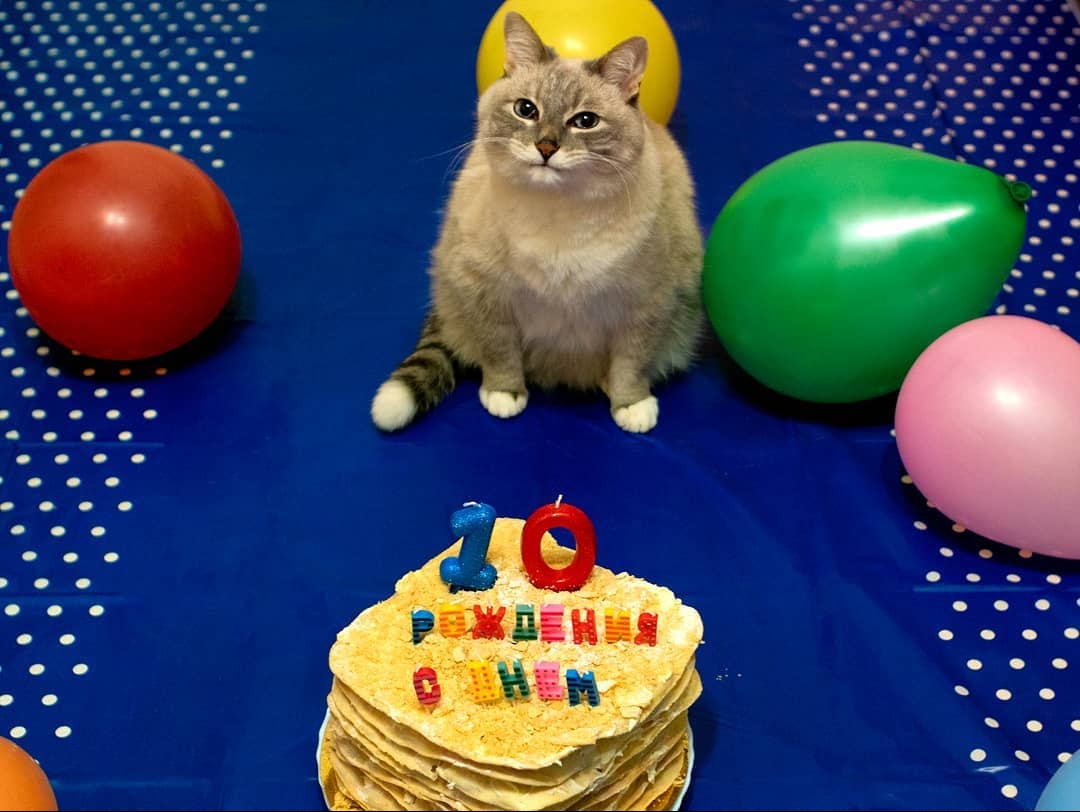 Happy Birthday Cute Cat Video Download - qdesignas