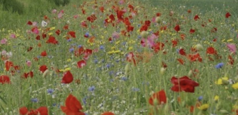 Vandaag is het #LandelijkeZaaidag en als #BCT kunnen we vanaf dit jaar ook zaaien dus dat gaan we zeker en blijvend doen! We hebben heel wat vierkante meters te #zaaien. #biodiversiteit #weidepracht #wildebijen #insecten #vogels <a href="/pimlemmers/">Pim Lemmers</a> <a href="/Bijenlint/">Bijenstichting</a> <a href="/bijenvrienden/">Stichting Bijenvrienden</a>
