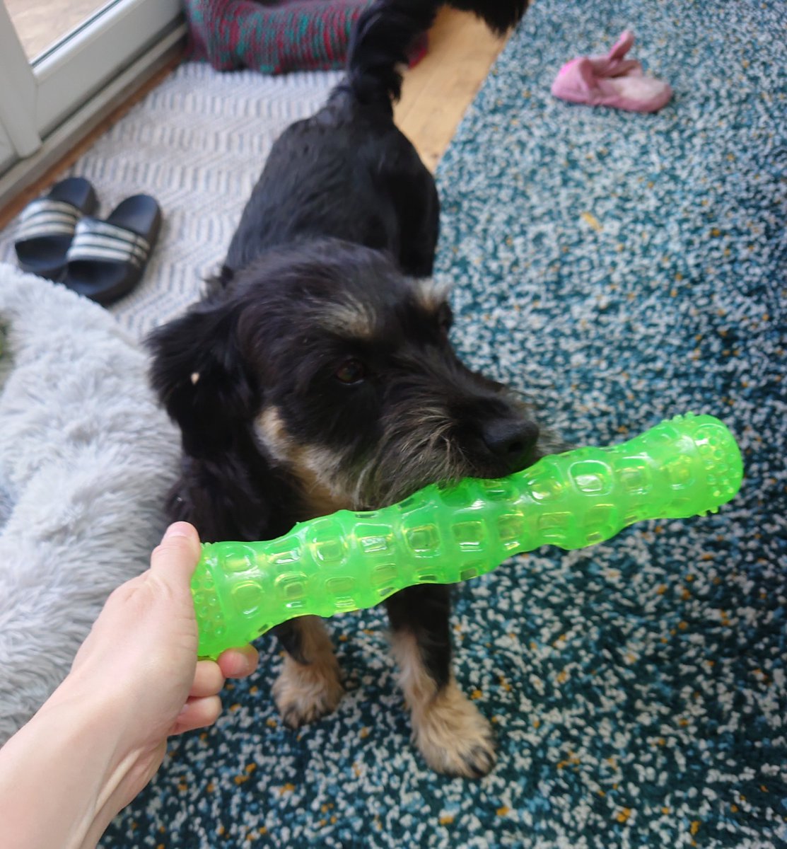 Stan's got a new toy... it doesn't look dodgy at all 😳🤣 #dogsoftwitter