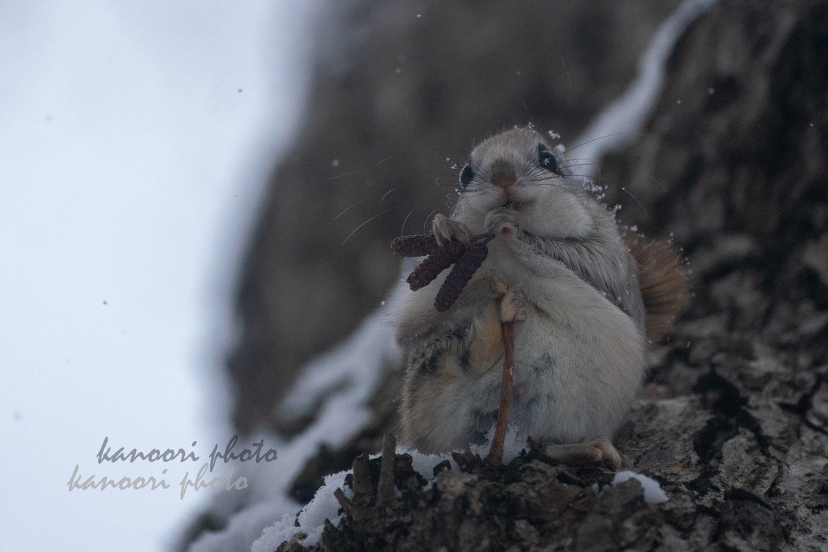 Kao Suke エゾモモンガ撮影 雪降る中 夢中で食事してました エゾモモンガ モモンガ モモちゃん 癒やしの小動物 アッカムイ 北海道3大かわいい動物 北海道ミライノート 北海道好き Nature Naturephotography Total Nature Japan Kao Suke エゾモモンガ撮影 雪降る中 夢中で食事してました エゾモモンガ モモンガ モモちゃん 癒やしの小動物 アッカムイ 北海道3大かわいい動物 北海道ミライノート 北海道好き Nature Naturephotography Total Nature Japan