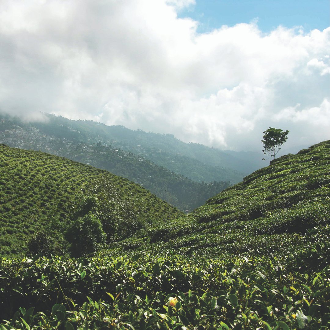 NewbyTeas's tweet photo. It’s #EarthDay, dedicated to raising awareness on environmental protection. @NewbyTeas is substantially owned by the N. Sethia Foundation. The foundation continues their hard work in developing social, human &amp; environmental #sustainability around the world. https://t.co/h13x7FbqfB