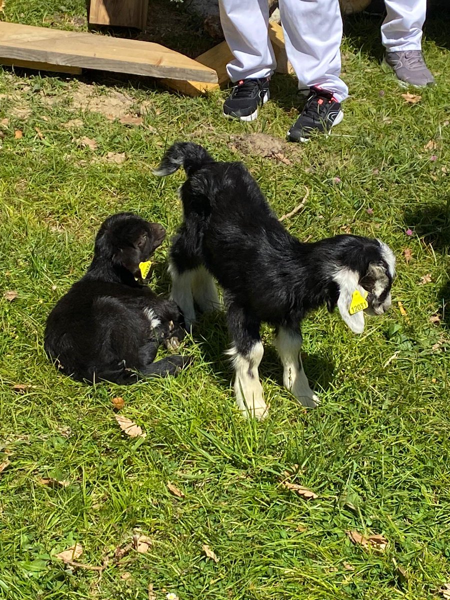 CVerdaich's tweet image. [#VotreVerdaich] 2 nouvelles résidentes ont rejoint jeudi le parc de la clinique ! Pour le plus grand bonheur des patients et des équipes, nous avons pu créer un moment de partage au coeur de la nature à l’occasion de leur arrivée. 
Avez-vous pu les admirer ?

#sante #medecine