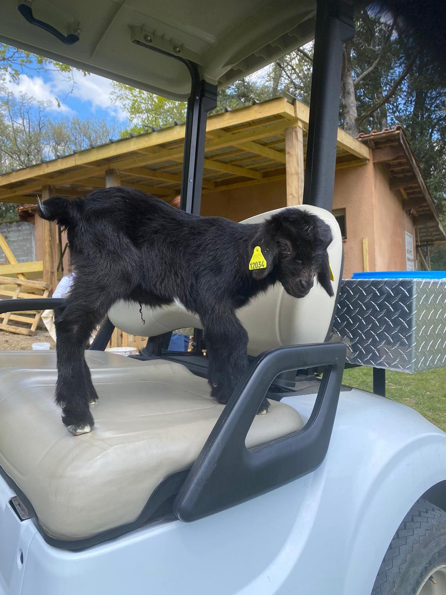 CVerdaich's tweet image. [#VotreVerdaich] 2 nouvelles résidentes ont rejoint jeudi le parc de la clinique ! Pour le plus grand bonheur des patients et des équipes, nous avons pu créer un moment de partage au coeur de la nature à l’occasion de leur arrivée. 
Avez-vous pu les admirer ?

#sante #medecine