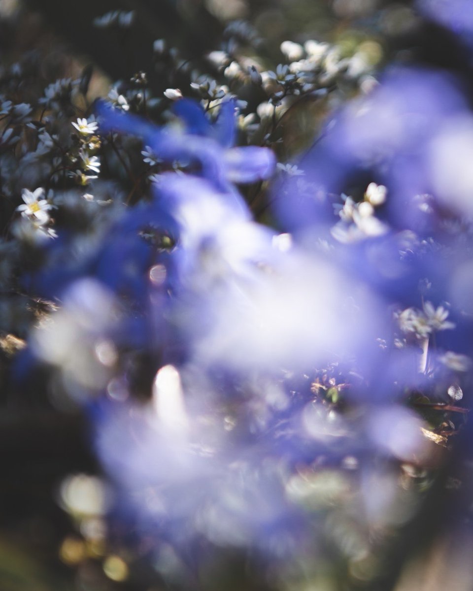 Sometimes mistakes are more interesting then the original idea.

#photography #mistakes #Flowers #dreamy #inmygarden