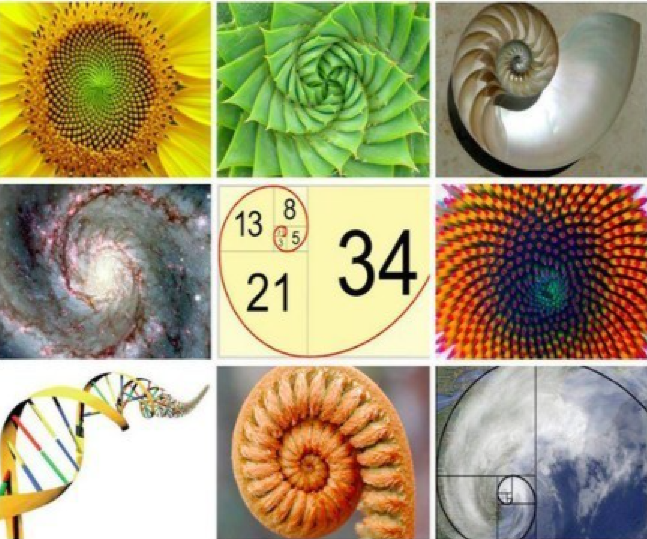 -- What are  #Fibonacci numbers? Pt.1 -- Fibonacci numbers are a numerical series depicting nature’s expansion The same number sequence appears all over throughout nature. i.e. The number of petals on a flower A snail shell #BTC    #cryptocurrency  #Crypto  #TRADINGTIPS