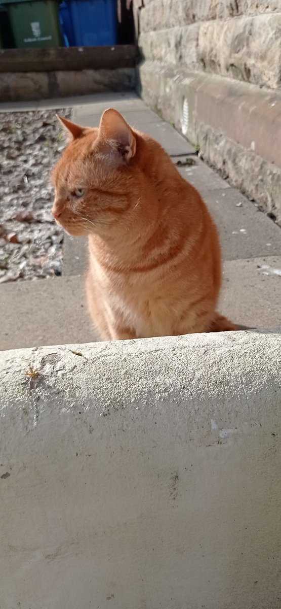 DavyTolmie's tweet photo. Chris on guard duty this morning #Cat #GingerTom #Bosscat #TopCat #TheIndisputable https://t.co/AMlNKEGjoP