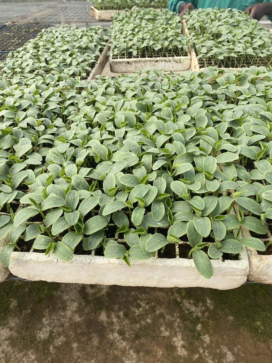 A happy horticultural week. Hazera Carmen Cucumber swedlings  (Formerly Tempo) available and ready for transplant. Limited stocks inbox 0772209434 or 0772166985 for purchase. You can’t sell what you don’t have. Plant something today!