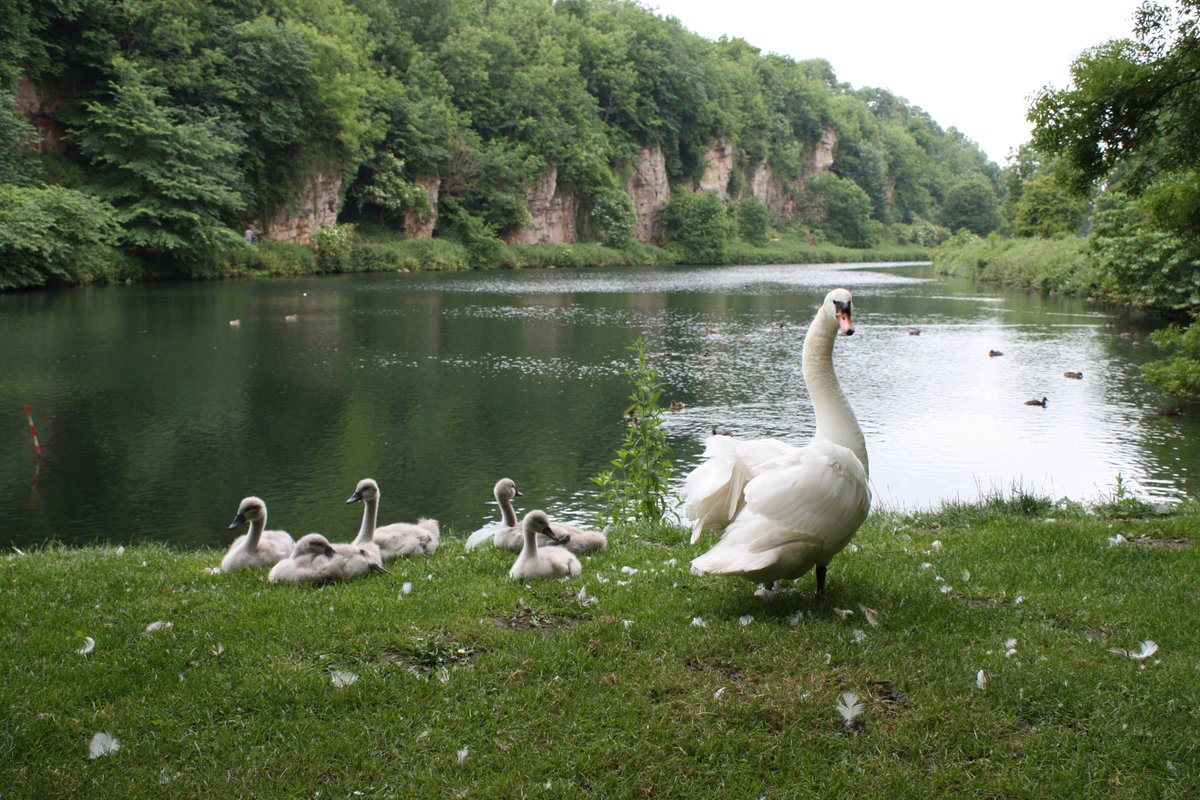 This  #EarthDay  , we’re celebrating the incredible biodiversity of  #CreswellCrags, and want to showcase some of the fauna and flora, both past and present!  From our iconic mute swans to water voles, herons, and even hyaenas, mammoths and dire wolves?! 