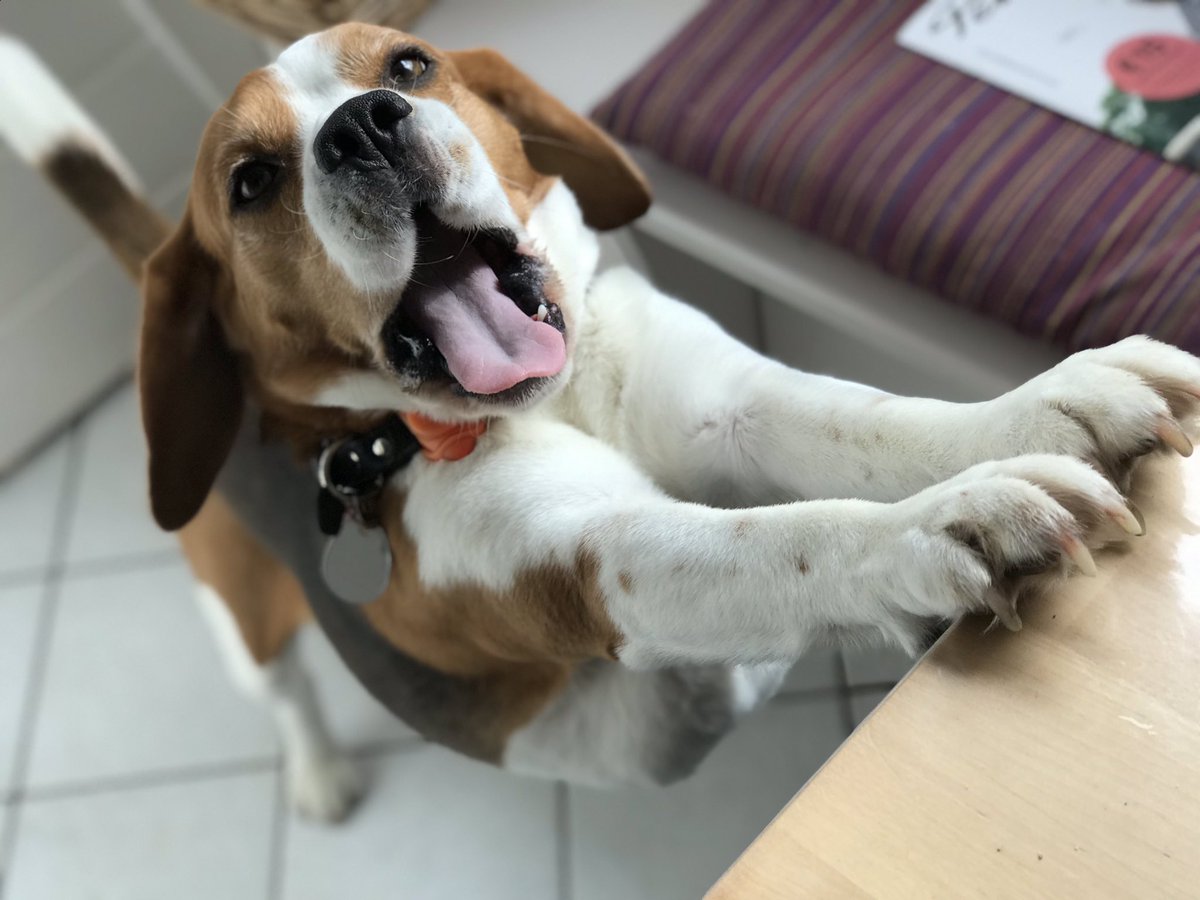 yetithebeagle's tweet image. Yeti der #Beagle streckt sich und gähnt. (Yeti the beagle stretches and yawns.) 🥱