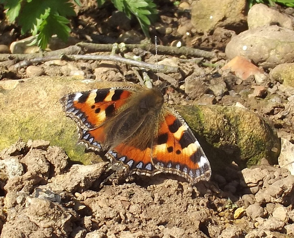 For the last 8 years, our Ranger and volunteers have been undertaking butterfly counts for the Butterfly Conservation ( @savebutterflies), a charity devoted to saving butterflies and moths!  Some of our rare finds are the White Letter Hairstreak and the Dingy Skipper!  #EarthDay  