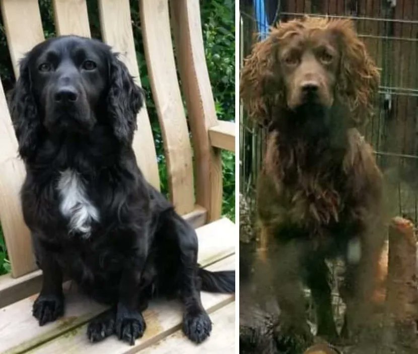 Owner of #stolen cocker spaniels #dogs from #Staffordshire hires pet detective and hot air balloon, vowing never to give up the search #findmissyandbiscuit Watch here 🔽 itv.com/news/central/2…