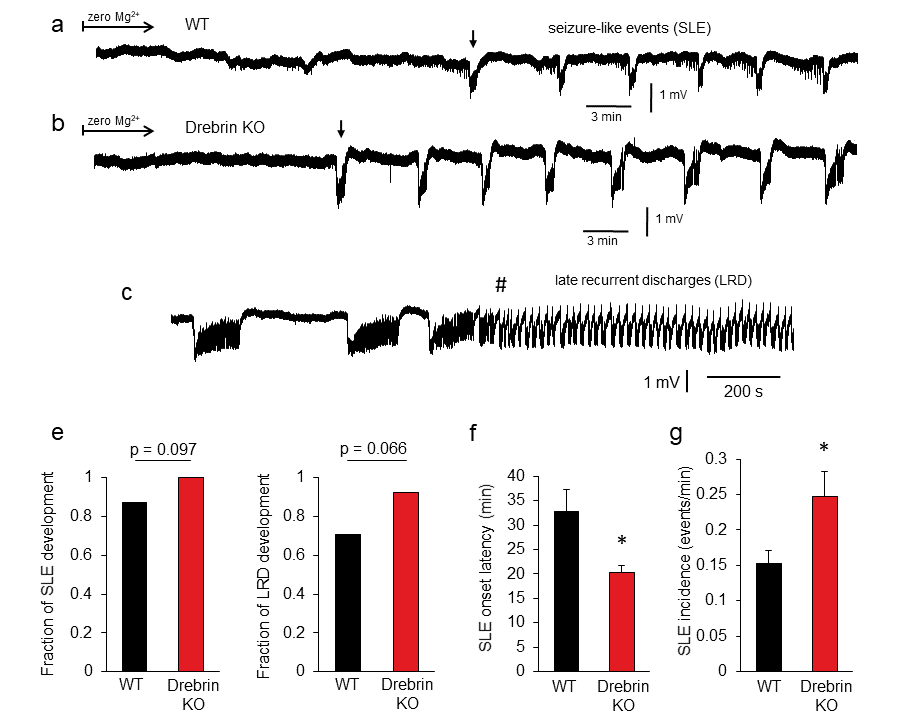 EickholtL's tweet photo. New Paper!

In continuation of our previous work identifying Drebrin as a safeguard against synaptic dysfunction, we show here that Drebrin protects against seizure like events during pathological conditions.

Great collaboration with the Gerevich lab https://t.co/Z1iOWaisX7 https://t.co/piLEeUulV3