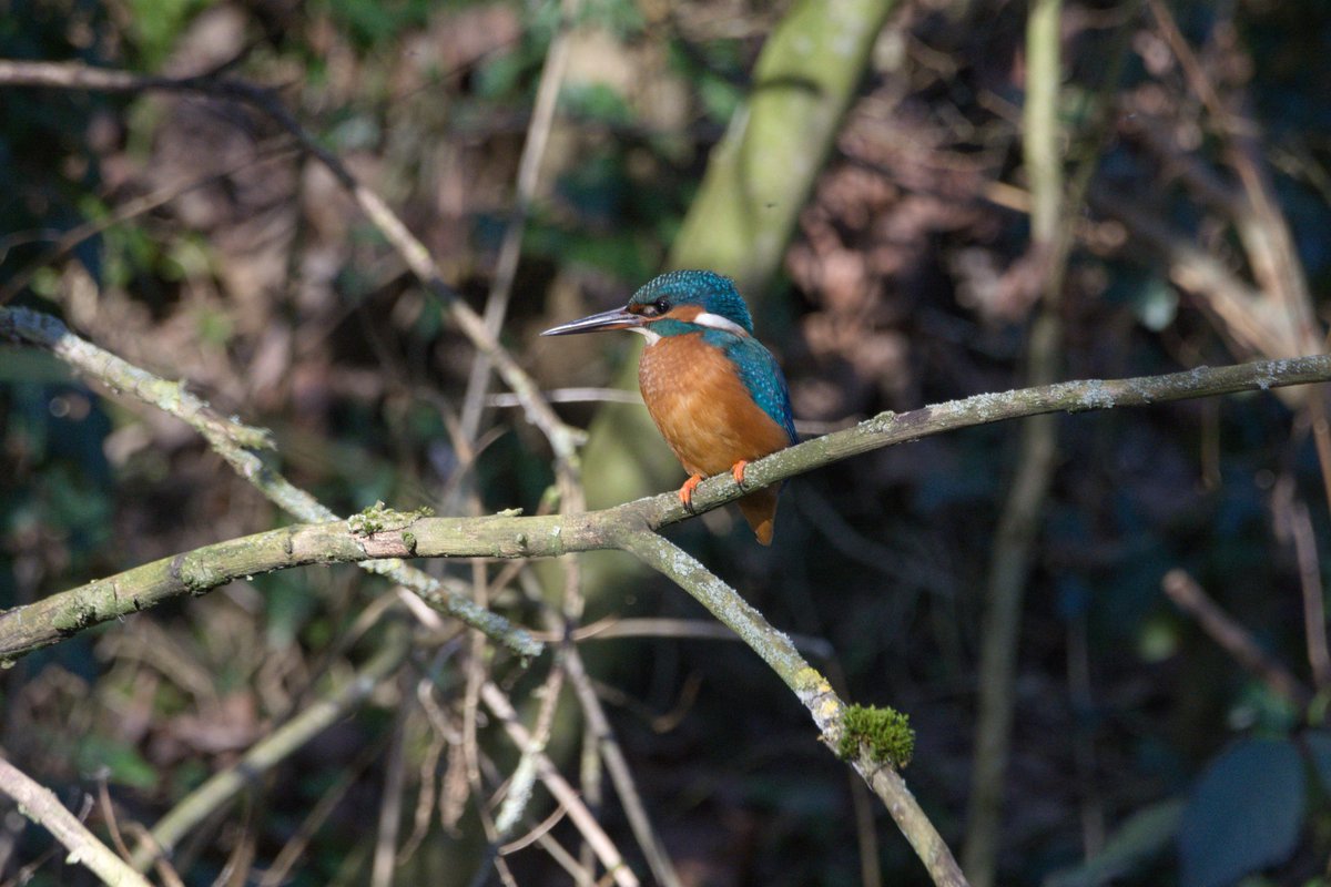 Throughout each season,  #CreswellCrags comes alive with an array of wildlife; from bluebells in spring to kingfishers in summer! We adore seeing visitors snap photos and develop an active interest in both conservation and preservation of the nature on our site   #EarthDay2021  