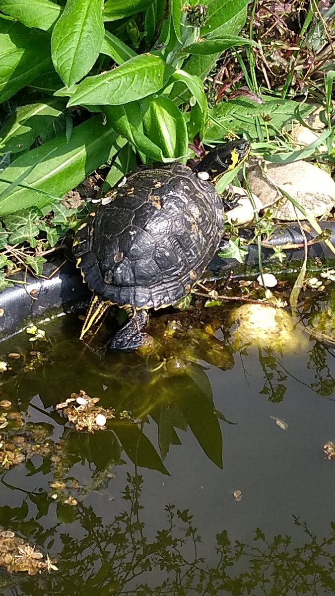 c3_toc's tweet image. Ganz entspannt am Teichrand chillen