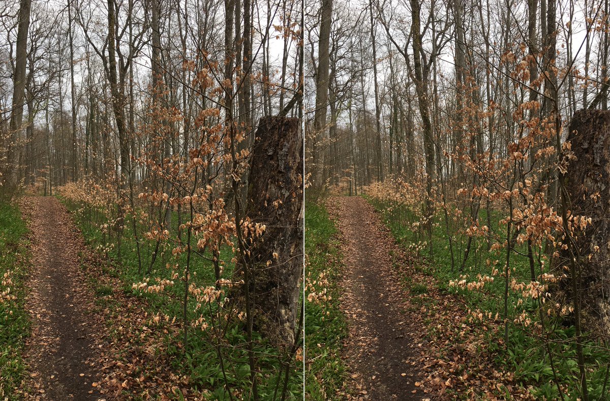  #waldszenen 20210422Browse this thread to see the same forest spot change from day to day ... Double mounts are  #3D. Read on to test this experience:  https://twitter.com/mweiss_tue/status/1373970623739879425?s=20