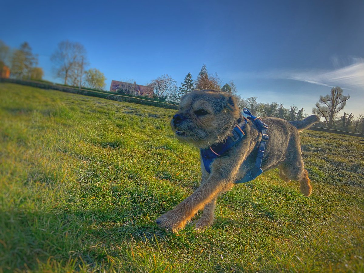 ScrappyN's tweet photo. GOOD MORNING PALS, it’s a great day today all frosty and sunny and we’ve @DuncanPickles had a great walk wearing our fresh new @RuffwearUK #frontrangeharness and looking mighty fly if we do say #ScrappyNelson #ruffwear #mydogismy #dogsoftwitter #thursdayvibes #ruffweardogs #dogs https://t.co/4XButEHWJa