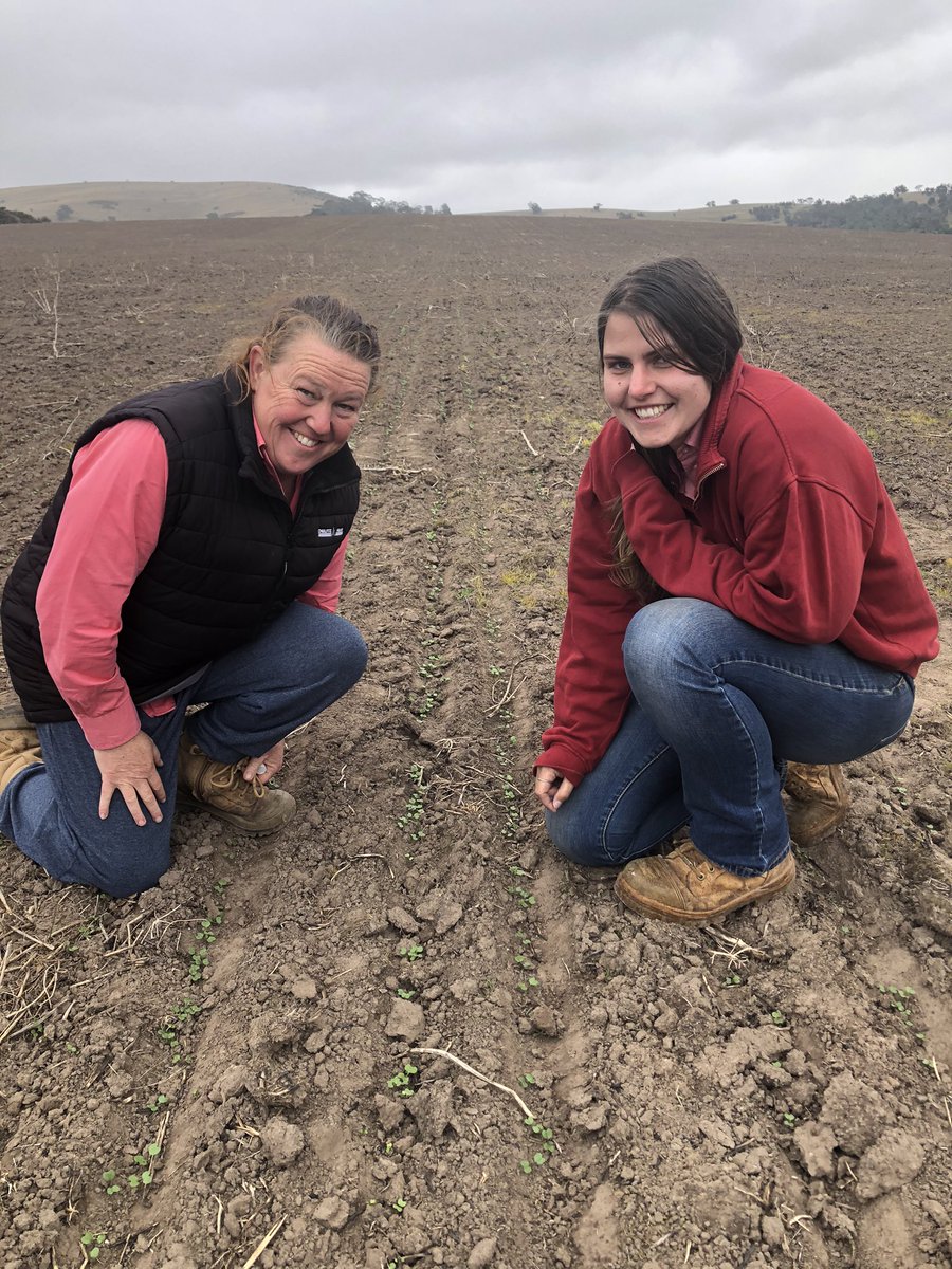 Kayleen and <a href="/sarah_mirnee/">Sarah Johnson</a> <a href="/EldersLimited/">Elders</a> inspecting #hyola970CL bouncing out of the ground in the hills of Wallan #grainngraze looking forward to maximising profitability <a href="/PacificSeeds/">Pacific Seeds</a> <a href="/CaptainCanola/">Justin Kudnig</a>