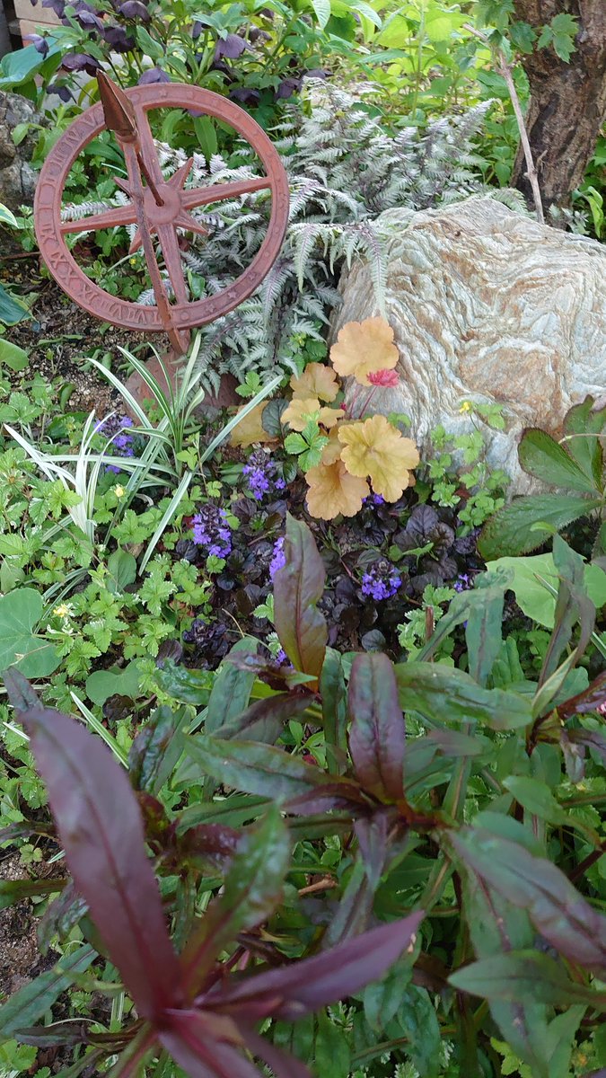 裏花火 エアリーコット欲しい アジュガ ブラックスカロップ 黒葉アジュガ代表種 日陰に強くどんどん増える 2株去年植えてじわじわ じわじわと広がってきた 主役にはならない地味な植物だけど 葉の色の黒さがよい脇役になる 渋くてよい感じ 園芸覚書