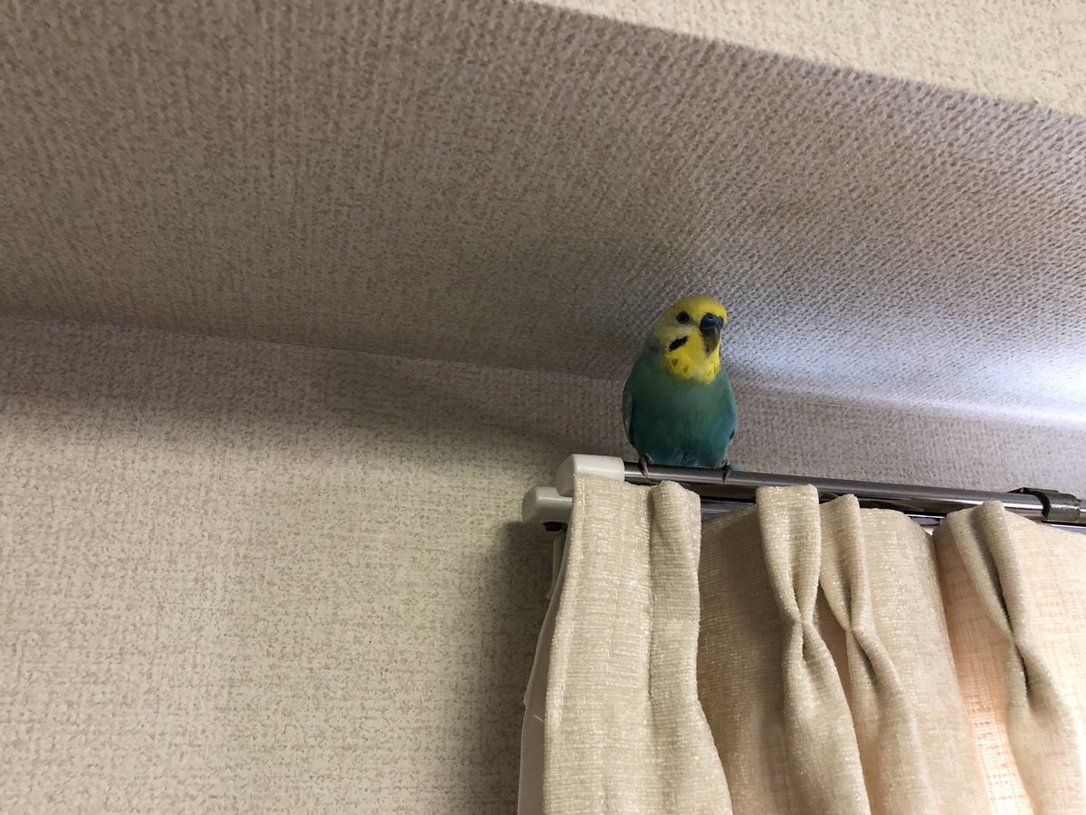 代理保護中のインコちゃん 部屋の一番高いところでずっと飼い主さんを探しながら待っているよう ときどき呼び鳴きしています お腹が空くと餌を食べに戻って また高いところに 餌も 一口食べてはすぐ前を向き 警戒しながら食べているように見えます 練馬 光が丘 代理保護中のインコちゃん 部屋の一番高いところでずっと飼い主さんを探しながら待っているよう ときどき呼び鳴きしています お腹が空くと餌を食べに戻って また高いところに 餌も 一口食べてはすぐ前を向き 警戒しながら食べているように見えます 練馬 光が丘