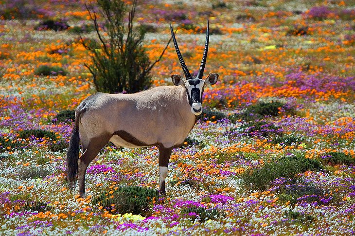 IRepZa's tweet photo. The Beauties of our World Around us
The Goegap Nature Reserve, Northern Cape https://t.co/XtFCrvoINi