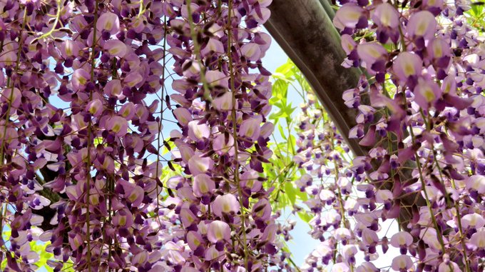 幻想的のtwitterイラスト検索結果 古い順