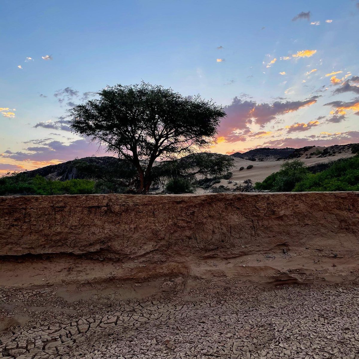 Désert du Namib. Tournage #SurLeFront
À l’endroit où je prends les photos, il n’a pas plu depuis 6 ans. Malgré ces conditions extrêmes, la vie résiste. Un miracle quotidien. 

#earthday #jourdelaterre #22avril