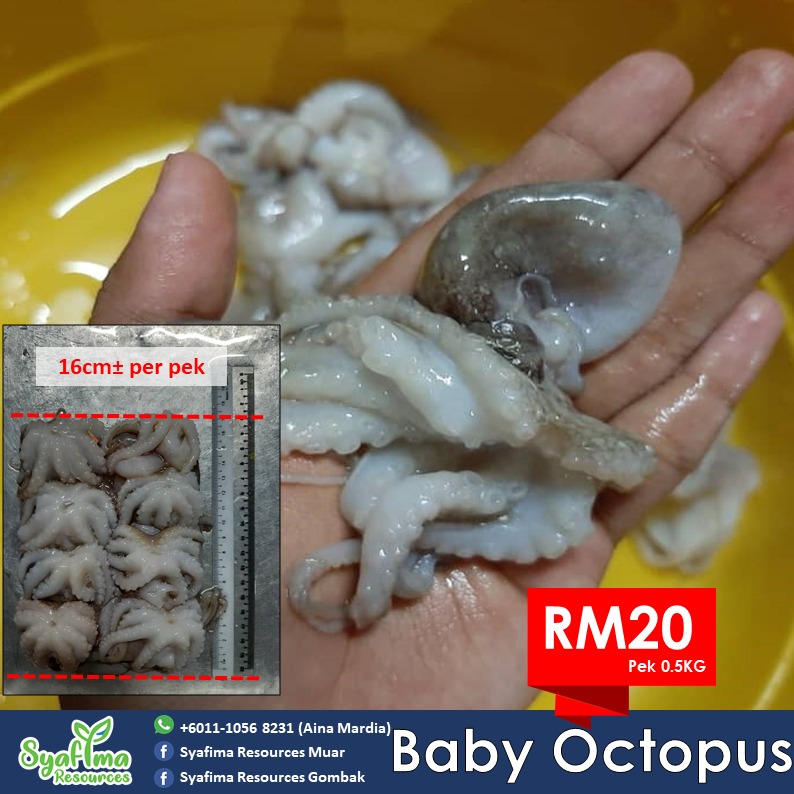 Baby Octopus yang selalu orang Korea makan dalam Mukbang dorang tu pun ada   Sotong Ring pun ada. Best goreng celup tepung ni 