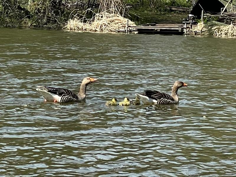 This gorgeous little greylag gosling was found alone at Patching Pond by our volunteer Paul. His parents had been chased off by some territorial Canada geese, and whilst his two siblings managed to keep up, this guy got left behind. For full story see our Facebook page #wildlife